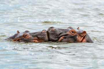 Fototapeta premium Spielende Flusspferde (Hippopotamus amphibius), Queen Elizabeth Nationalpark, Uganda, Afrika