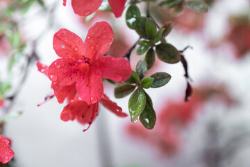 an azalea in rain