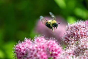 Closeup Photo of Bee on Flower 