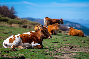 A cow in a pasture in the Sierra Nevada mountains in Spain.