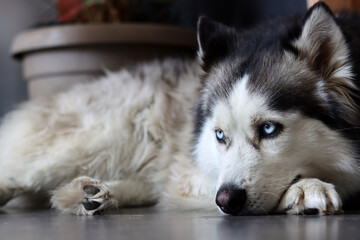 Close up photo of Siberian Husky with beautiful blue eyes. Happy pet concept. 