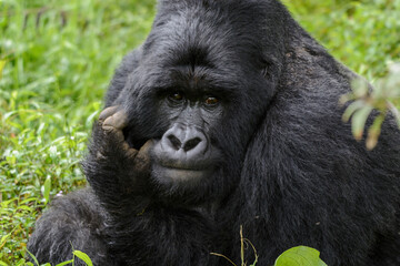 Silberrücken, Berggorilla (Gorilla beringei beringei), Nyakagezi Gorilla Gruppe, Mgahinga-Gorilla-Nationalpark, Virunga Vulkane, Kisoro, Uganda, Afrika