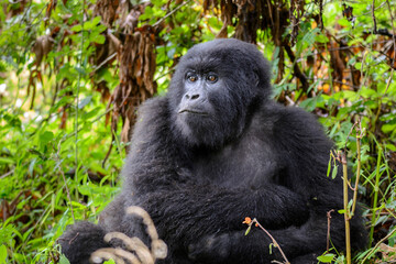 Berggorilla (Gorilla beringei beringei), Nyakagezi Gorilla Gruppe, Mgahinga-Gorilla-Nationalpark, Virunga Vulkane, Kisoro, Uganda, Afrika