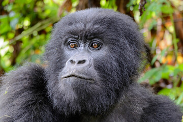 Berggorilla (Gorilla beringei beringei), Nyakagezi Gorilla Gruppe, Mgahinga-Gorilla-Nationalpark, Virunga Vulkane, Kisoro, Uganda, Afrika
