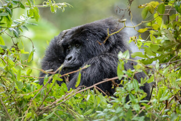 Berggorilla (Gorilla beringei beringei), Nyakagezi Gorilla Gruppe, Mgahinga-Gorilla-Nationalpark,...