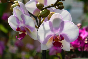 Fototapeta na wymiar rosafarbene Orchidee