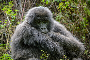 Berggorilla (Gorilla beringei beringei), Nyakagezi Gorilla Gruppe, Mgahinga-Gorilla-Nationalpark,...