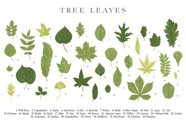Tree Leaves. Vector vintage illustration. - 594985445