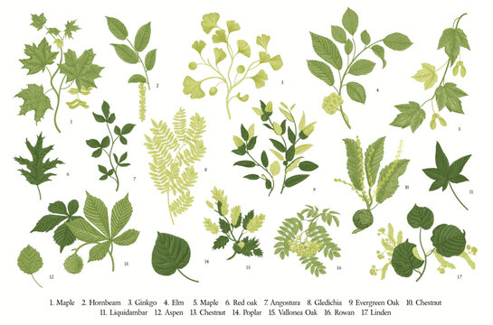 Green Leaves of the trees. Leafy. Set. Vector vintage illustration