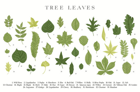 Tree Leaves. Vector vintage illustration.