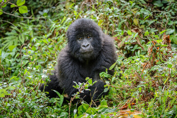 Junger Berggorilla (Gorilla beringei beringei), Nyakagezi Gorilla Gruppe, Mgahinga-Gorilla-Nationalpark, Virunga Vulkane, Kisoro, Uganda, Afrika
