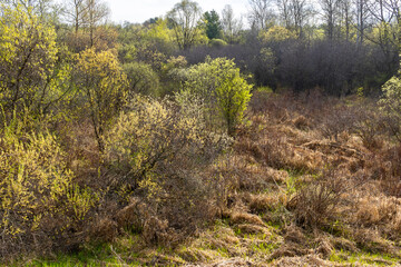 Fototapeta na wymiar Pussywillow shrubs with new leaves in a wetland backlit by the sun.