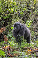 Berggorilla (Gorilla beringei beringei), Nyakagezi Gorilla Gruppe, Mgahinga-Gorilla-Nationalpark, Virunga Vulkane, Kisoro, Uganda, Afrika