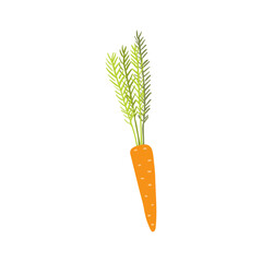 Carrot hand drawn illustration. Cartoon style flat design, isolated vector. Summer, autumn print element, farming, gardening, harvest, agriculture, healthy food, vegetarian diet, seasonal ingredient