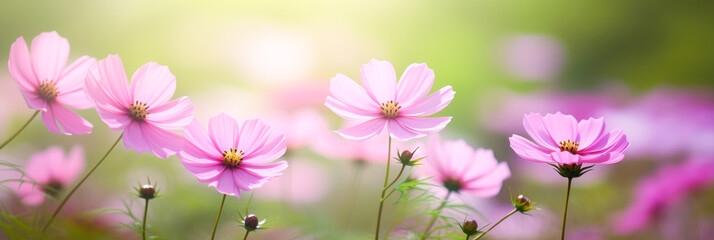 Obraz premium Beautiful blooming cosmos flowers on blurred background. Generative AI.