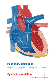 After venous blood enters the pulmonary circulation, oxygenated blood returns to the left atrium and is pumped through the left ventricle into the aorta to complete systemic circulation.