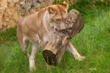 African Lion - Panthera leo krugeri	