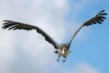Fototapeta na wymiar Marabou stork - Leptoptilos crumenifer - Marabout d'Afrique
