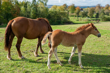 Naklejka na ściany i meble brown mare with foal in the mountains on a beautiful sunny day
