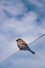 A tiny bird stands on the edge of a glass window with the sky as a background in Cascais, Portugal, biology
