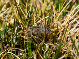 insecto entre las hojas