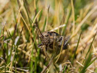Insecto en Guadarrama