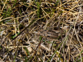 Un insecto en Guadarrama