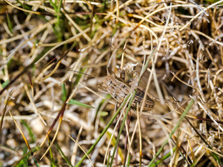Un insecto sobre el verde cesped