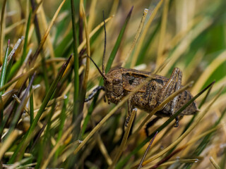 Insecto en Guadarrama