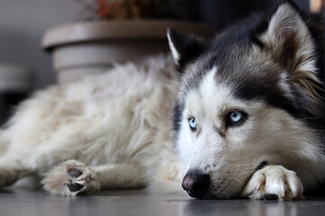 Close up photo of Siberian Husky with beautiful blue eyes. Happy pet concept. 