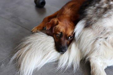 Cute Rhodesian Ridgeback puppy close up photo. Small brown dog portrait. Pet care concept. 