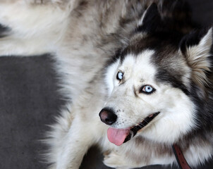 Alaskan Malamute dog with blue eyes and tongue out. Close up portrait of grey furry dog. Pet care concept. 