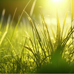 Obraz premium Summer grass closeup