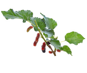 mulberries fruit and mulberry leaf transparent png