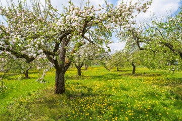 Obraz premium Cherry trees in full bloom near Wannbach- Germany in Franconian Switzerland