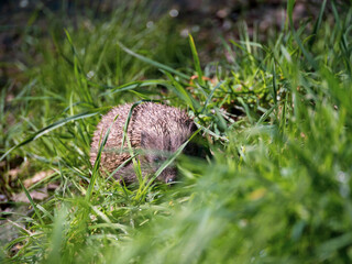 Hedgehog walking in the Grass