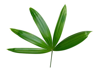 Green leaves pattern,leaf palm tree isolated