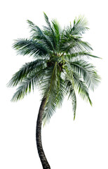 Green Leaves of palm,coconut tree bending isolated