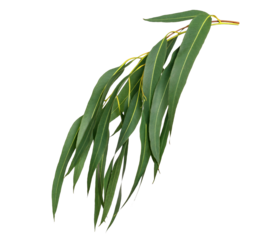 Green leaves pattern,leaf Eucalyptus tree isolated