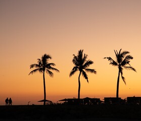 Palm trees near Salalah, Sultanate of Oman