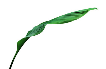 Green leaves pattern,leaf Canna indica tree isolated