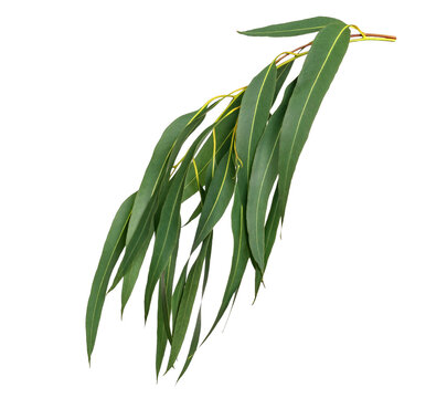 Green leaves pattern,leaf Eucalyptus tree isolated