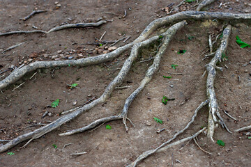 roots in the ground