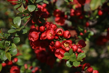 Flowering quince blossom in spring 