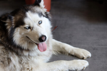 Siberian Husky close up portrait. Furry dog laying on the floor. Grey background with space for...