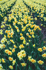 Obraz premium Beautiful Narcissus in the dutch fields in Spring.