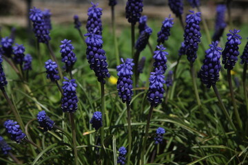 Grape hyacinth in a spring garden 