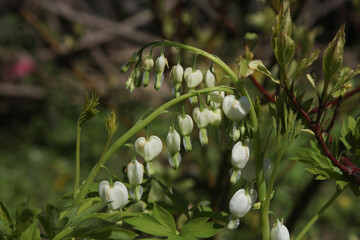 white Asian bleeding-heart flower in the spring garden 