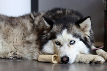 Siberian Husky dog lying on the floor with a toy. Young husky dog playing with bone. Organic dog toys concept. Grey background with copy space. Happy pet's life. 