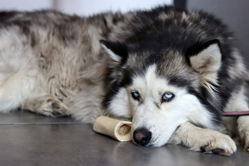 Siberian Husky close up portrait. Furry dog laying on the floor. Grey background with space for text. Pet care concept. 